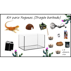 Kit completo para pogonas (Dragón barbudo)